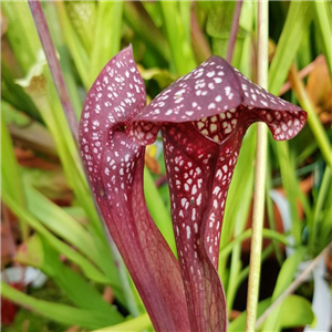 Sarracenia Hybrid H 105 Wrigelliana 'Scarlet Belle'